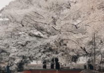 华为怎么升级安卓系统？华为手机系统升级在哪里操作