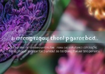 VIVO X70 Pro微距拍照能力如何？防抖效果实际表现怎样？