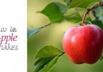 苹果摇动怎么用？苹果手机摇动功能在哪里设置