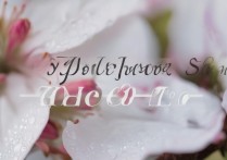 苹果花屏怎么办？苹果手机花屏是什么原因导致的