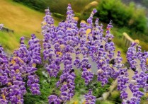 vivox20怎么设置钟表，vivo x20怎么调时钟和日期设置