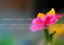 vivo景深摄影怎么拍出背景虚化效果？