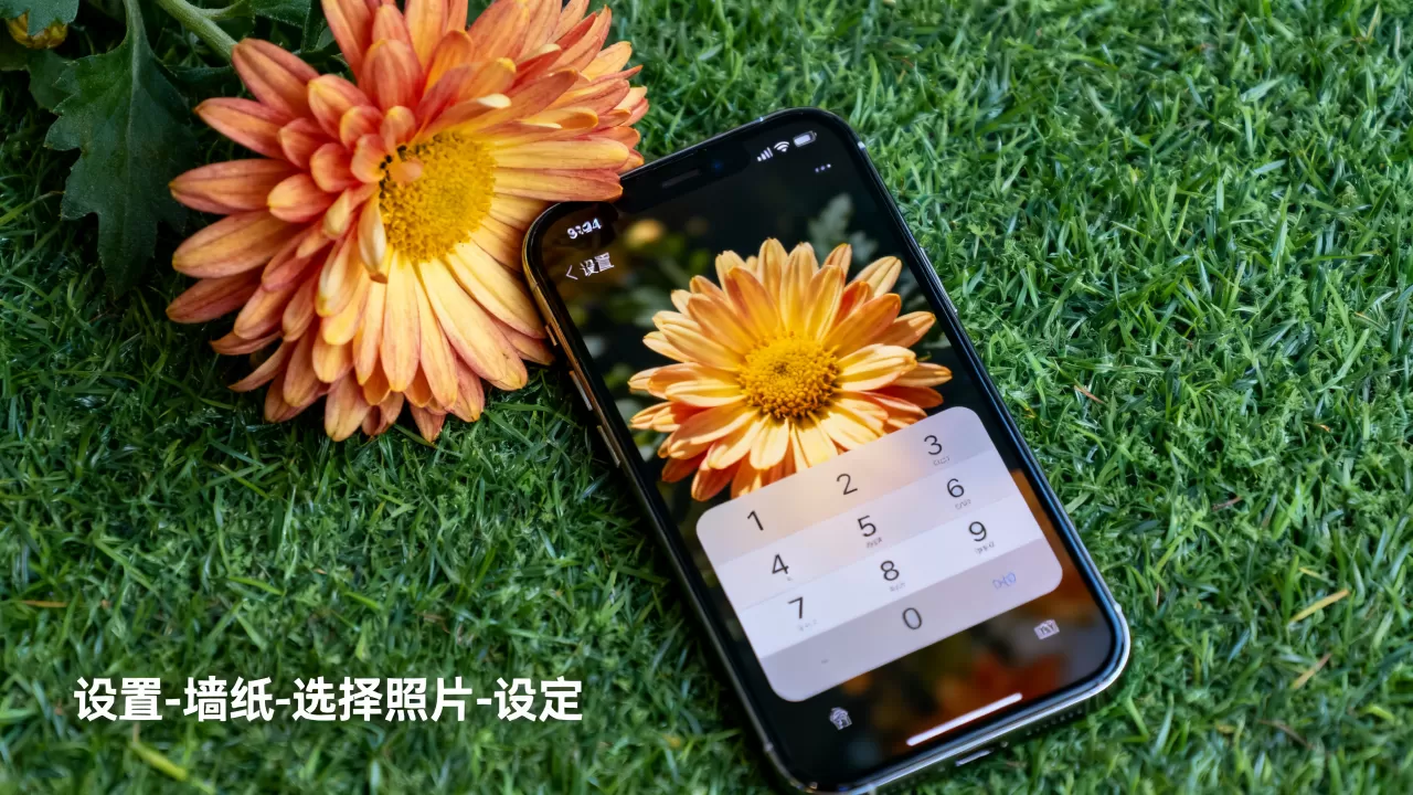 iPhone菊花壁纸怎么设置,iPhone菊花壁纸 iPhone菊花壁纸怎么设置,iPhone菊花壁纸